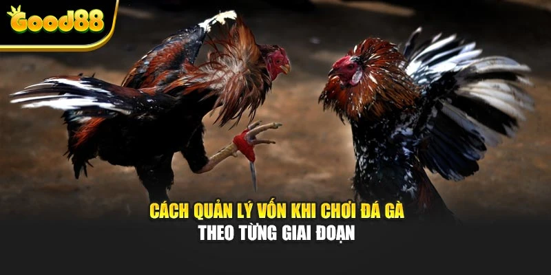 Cách quản lý vốn khi chơi đá gà theo từng giai đoạn