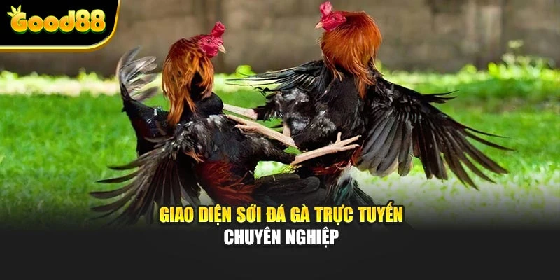 Giao diện sới đá gà trực tuyến chuyên nghiệp