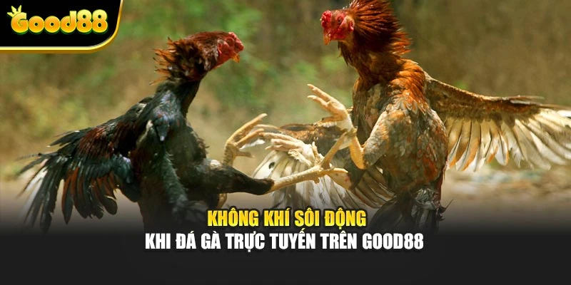 Không khí sôi động khi đá gà trực tuyến trên Good88 
