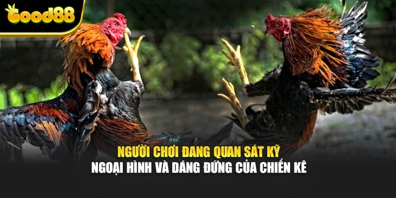Người chơi đang quan sát kỹ ngoại hình và dáng đứng của chiến kê