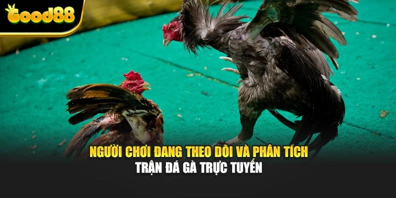 Người chơi đang theo dõi và phân tích trận đá gà trực tuyến 