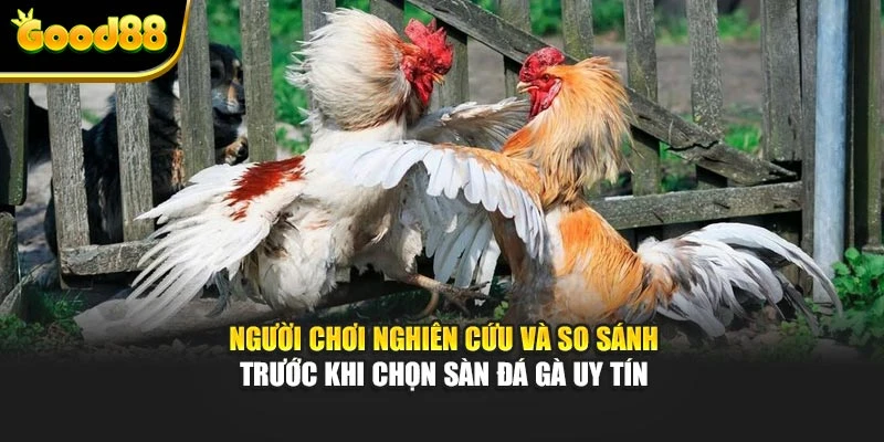 Người chơi nghiên cứu và so sánh trước khi chọn sàn đá gà uy tín