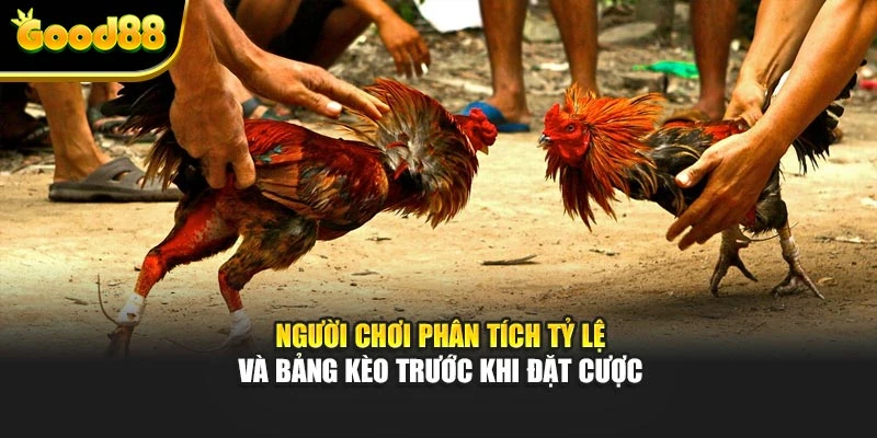 Người chơi phân tích tỷ lệ và bảng kèo trước khi đặt cược