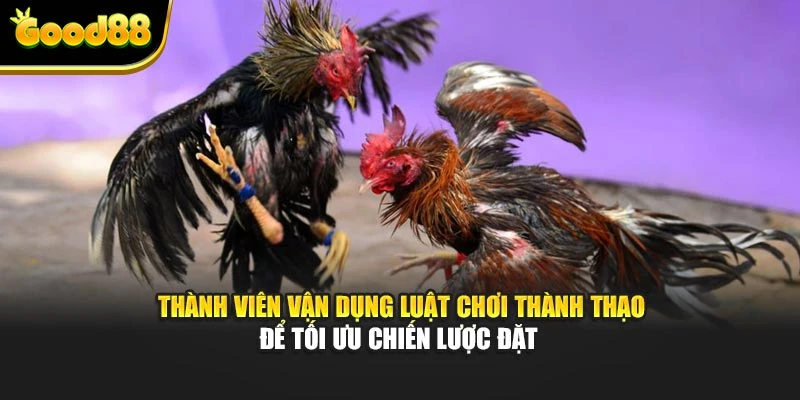 Thành viên vận dụng luật chơi thành thạo để tối ưu chiến lược đặt cược